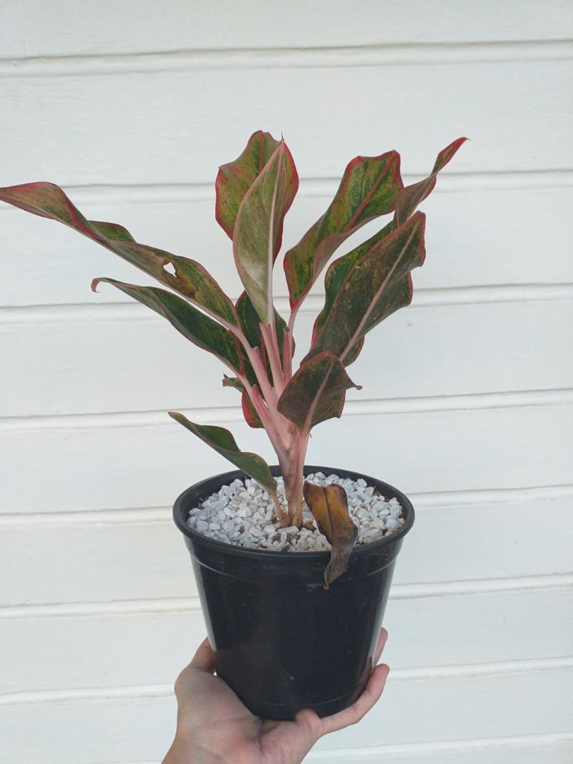 Aglaonema Lipstick Plant/ Chinese Evergreen / Red Siam ...