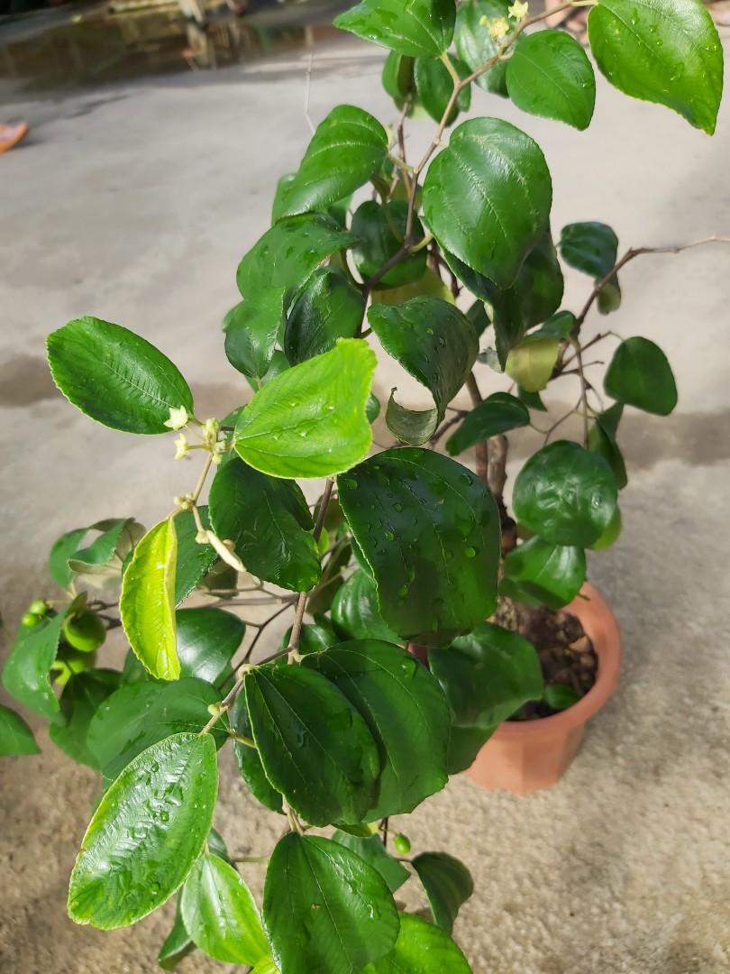 daun bidara in english