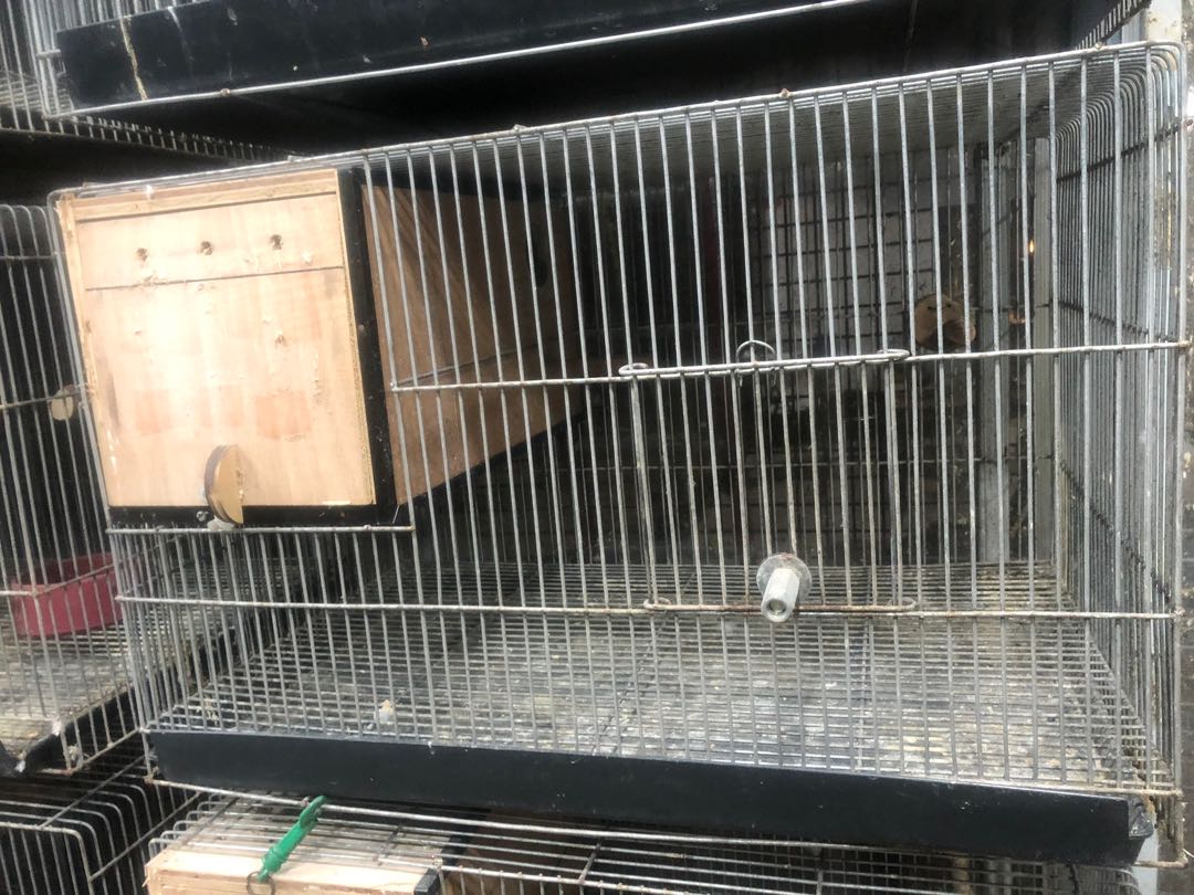 love birds cage for sale