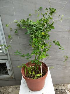 (Category: ) located in . Submitted by 100plants (Listing ID 1015222421, Image 1). Description: .