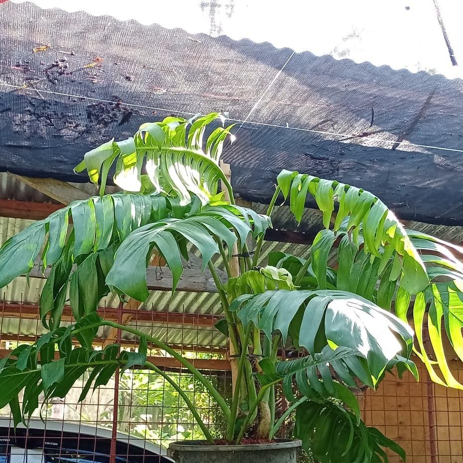 Epipremnum Pinnatum Dragon Tail Monstera Gardening Flowers Plants On Carousell