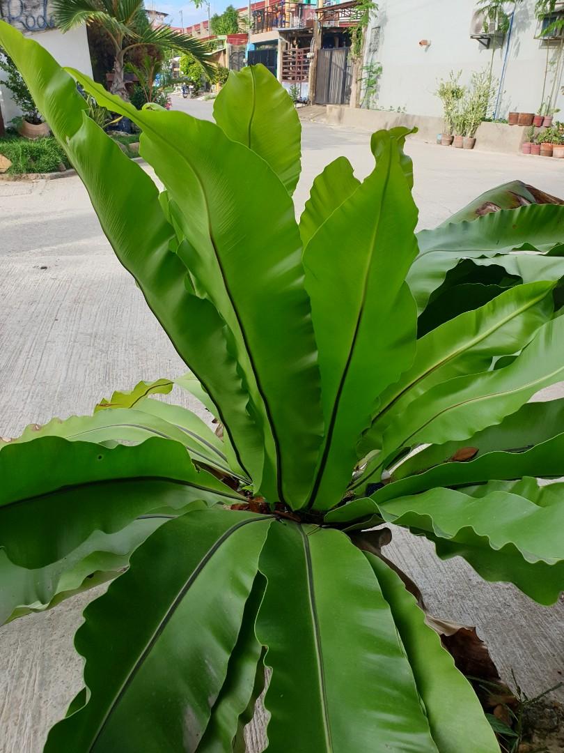 Big Manan Aw Plant For Sale Gardening Flowers Plants On Carousell