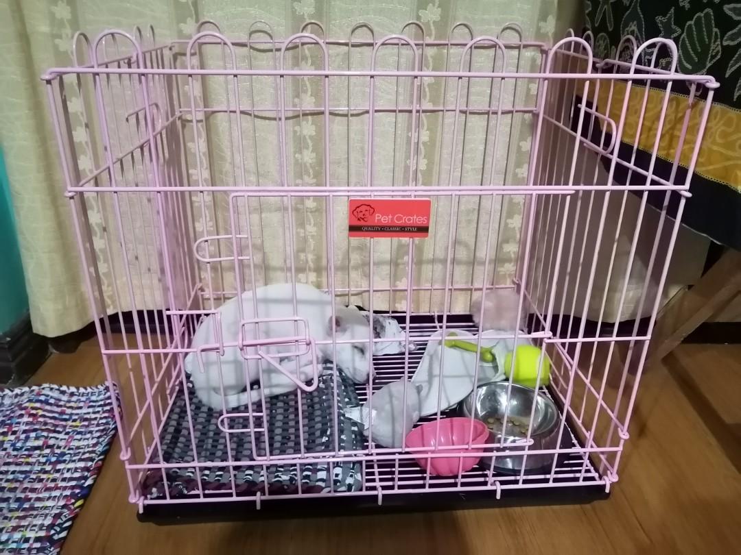 Medium Pink Dog Crate Pet Crates Pet Supplies Homes Other Pet Accessories on Carousell