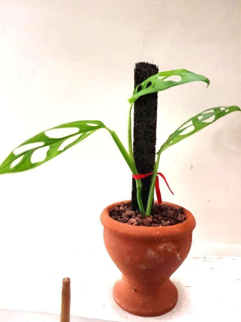 Monstera Adansonii Eyelet Gardening Flowers Plants On Carousell