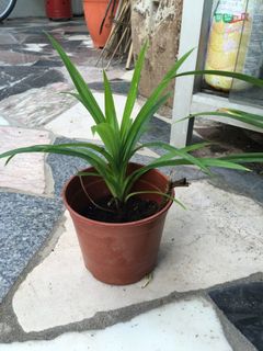 （分類：）位於 。 由 potassium 提交（商品編號 1015172415，圖片 1）。簡介： 。