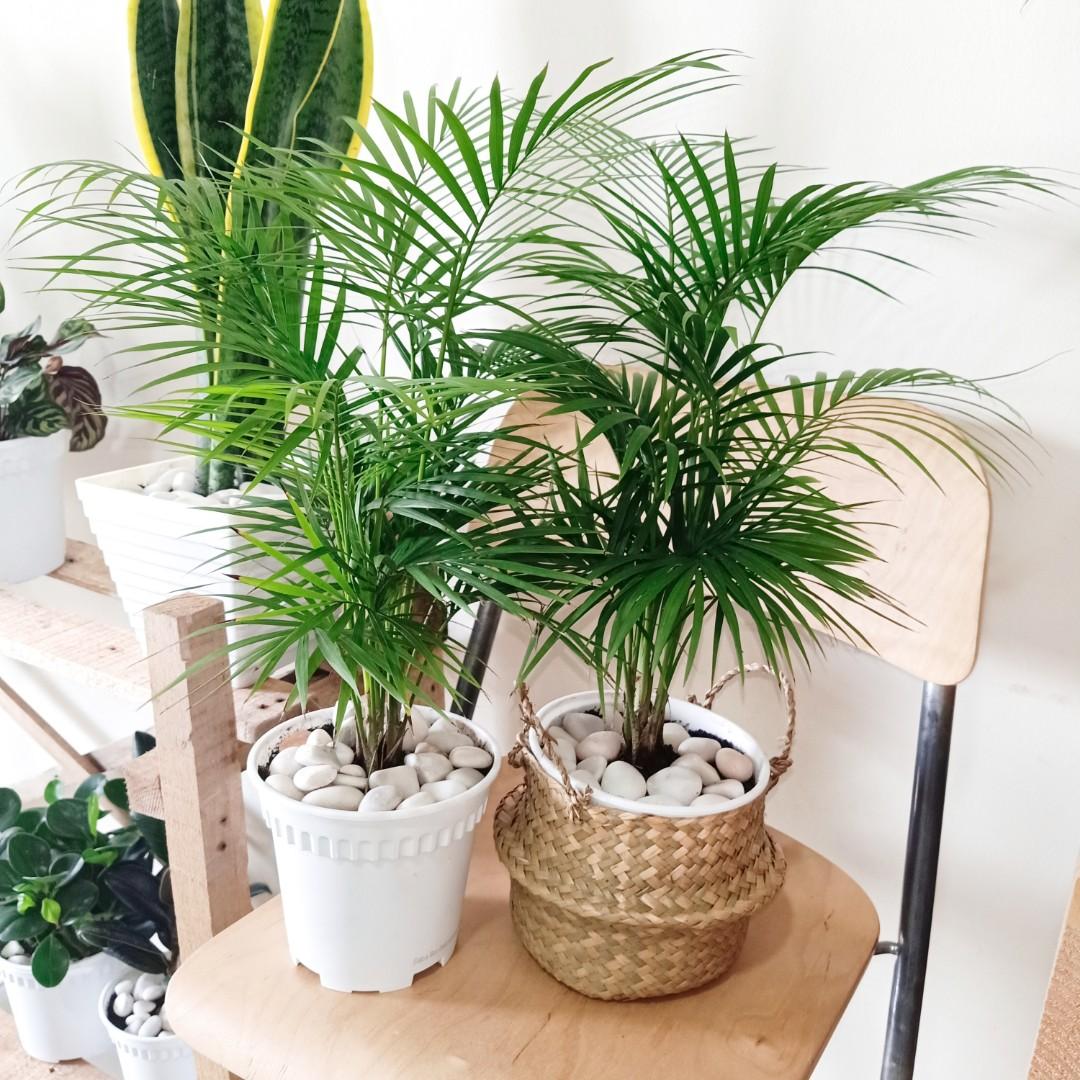 Parlour Palm Areca Palm Indoor Plant Side Table Plant Home Furniture Gardening On Carousell Parlour Palm Areca Palm Indoor Plant Side Table Plant Home Furniture Gardening On Carousell