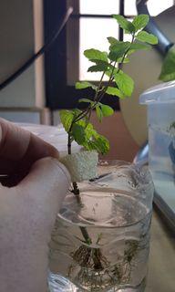 peppermint plant gardening carousell singapore