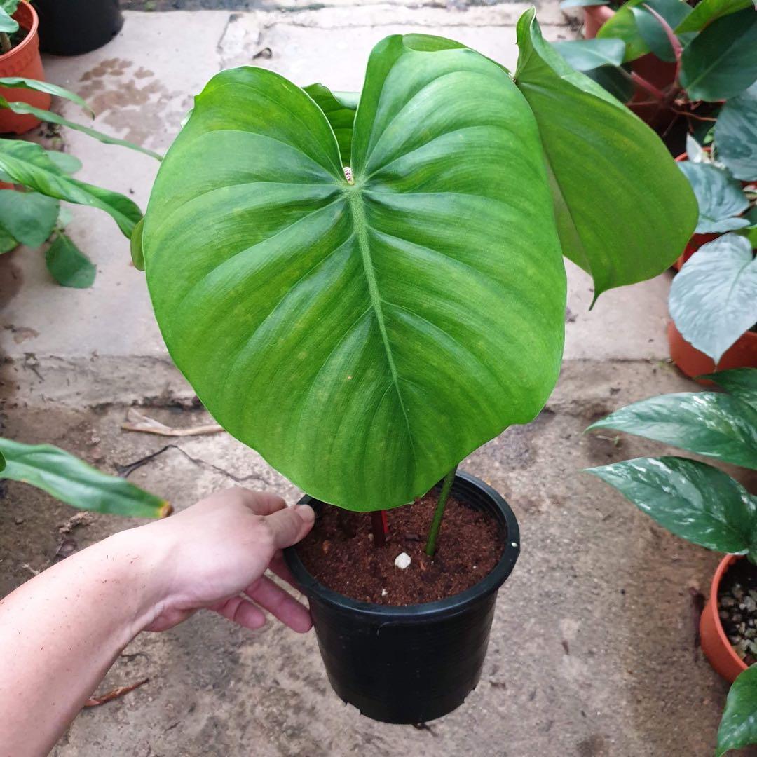 Philodendron Nangaritense Gardening Plants On Carousell