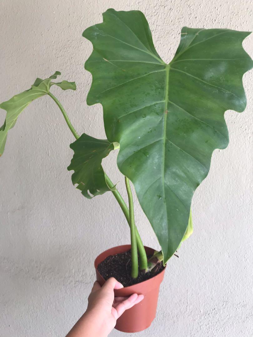 Philodendron Subincisum Home Furniture Gardening On Carousell
