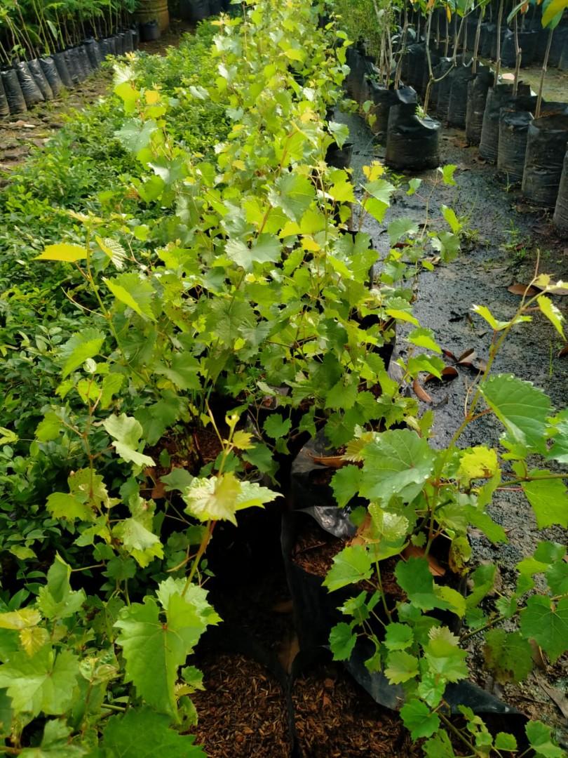 Pohon Anggur Hijau Perkebunan Di Carousell