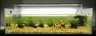 (Category: ) located in . Submitted by greind (Listing ID 1015168784, Image 1). Description: .