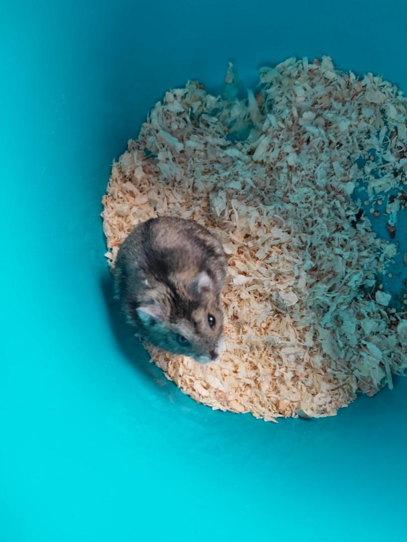 lama dwarf hamster