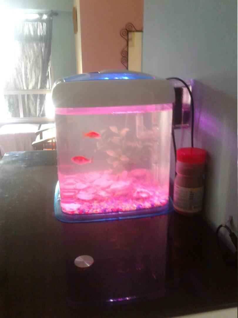 12 litre fish tank, Pet Supplies, Homes & Other Pet Accessories on Carousell