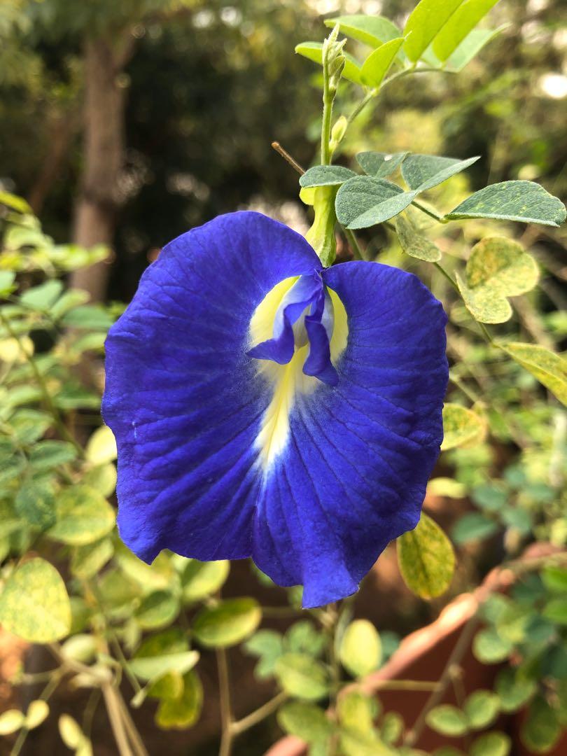 蝶豆花種子 25 50粒包平郵 傢俬 家居 園藝 植物及種子 Carousell