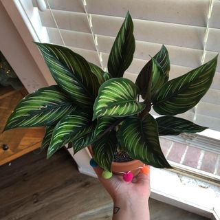 (Category: ) located in . Submitted by 6593miles (Listing ID 1015300029, Image 1). Description: .