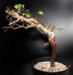 （分類：）位於 。 由 jmucbo 提交（商品編號 1015301161，圖片 1）。簡介： 。