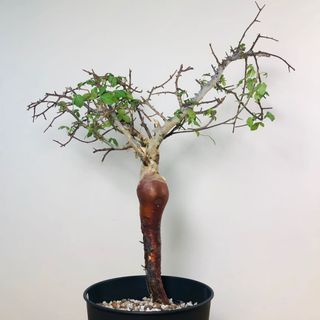 （分類：）位於 。 由 jmucbo 提交（商品編號 1015300577，圖片 1）。簡介： 。