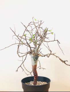 （分類：）位於 。 由 jmucbo 提交（商品編號 1015300799，圖片 1）。簡介： 。