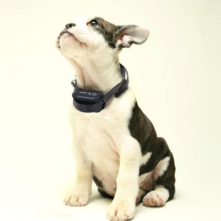Pet tech store e collar