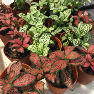 (Category: ) located in . Submitted by thriftingthrifter (Listing ID 1015499334, Image 1). Description: .