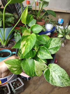(Category: ) located in . Submitted by linalil (Listing ID 1015325963, Image 1). Description: .