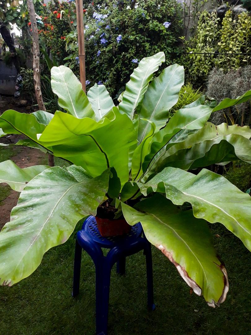 Indoor Outdoor Plants Gardening Flowers Plants On Carousell