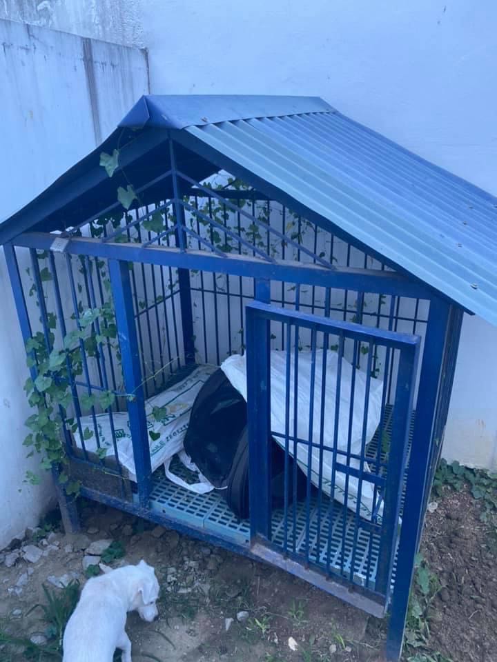 Large Dog Cage, Pet Supplies, Homes & Other Pet Accessories on Carousell