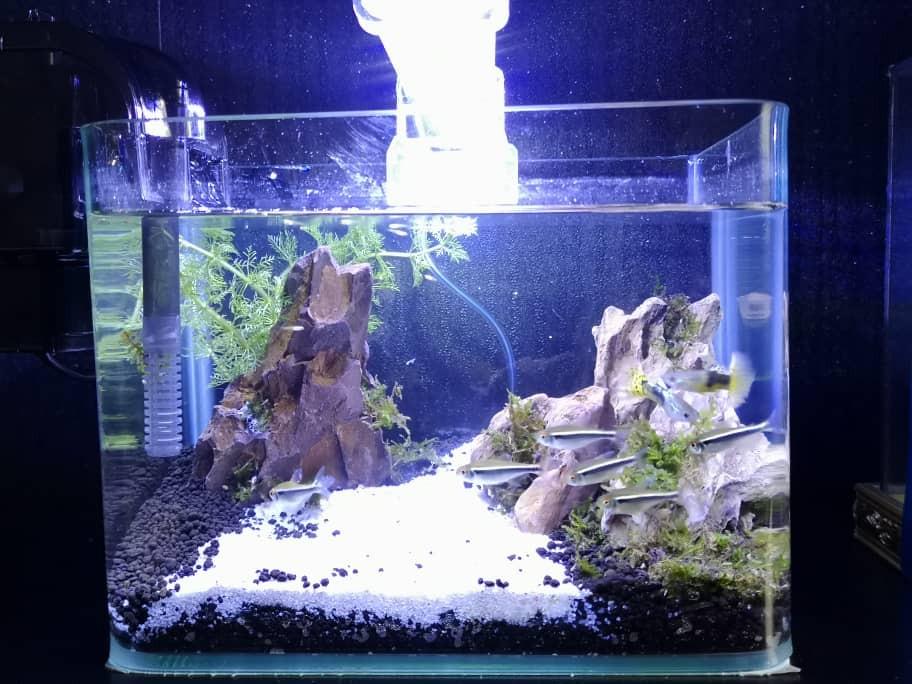 aquascaping mini aquarium