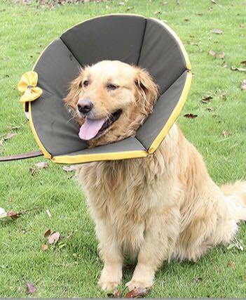 Big top dog cone