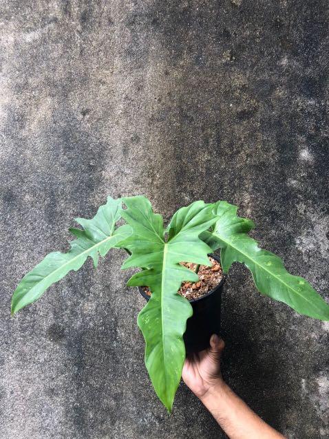 Philodendron Lime Fiddle Home Furniture Gardening On Carousell