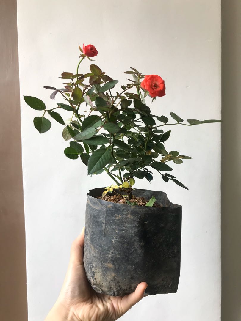 Potted Roses S L Gardening Flowers Plants On Carousell