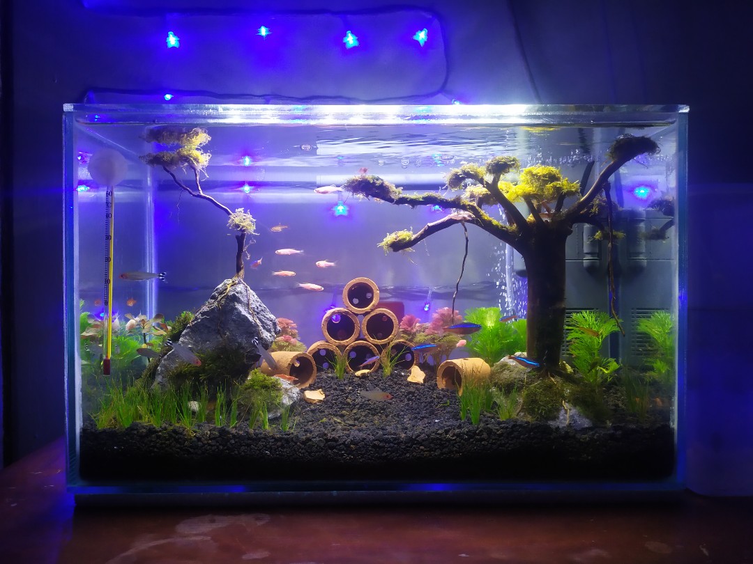 Aquascape Fullset Desain Kerajinan Tangan Lainnya Di Carousell Jual batu aquascape bekasi