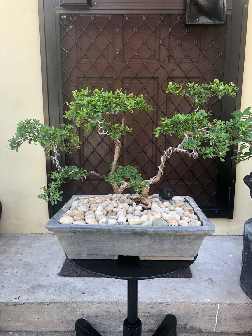 Bonsai For Sale Gardening Flowers Plants On Carousell