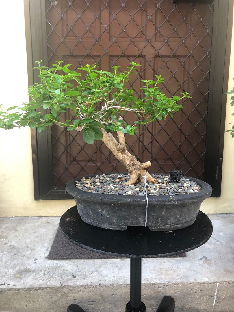 Bonsai For Sale Gardening Flowers Plants On Carousell