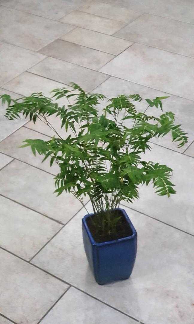 Bonsai Mini Bamboo Tree Gardening Plants On Carousell