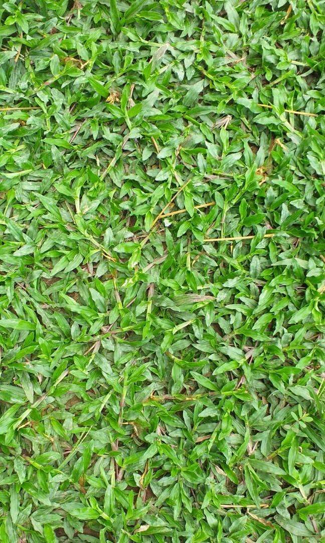 Carabao Grass Blue Grass Frog Grass Gardening Flowers Plants On Carousell