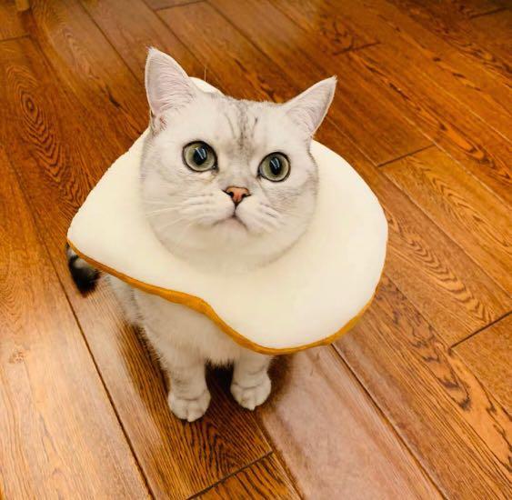 Collar cat toast bread, Collar pet anti - licking ring sterilised cat ...