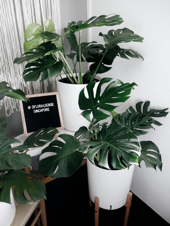 Monstera Deliciosa In Self Watering Pot Gardening Plants On Carousell