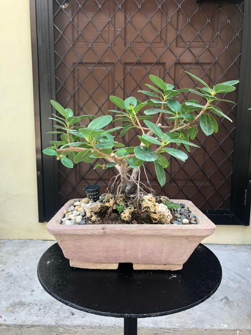 For Sale Ficus Nana Gardening Flowers Plants On Carousell