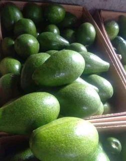 Fresh avocado good for diabetic