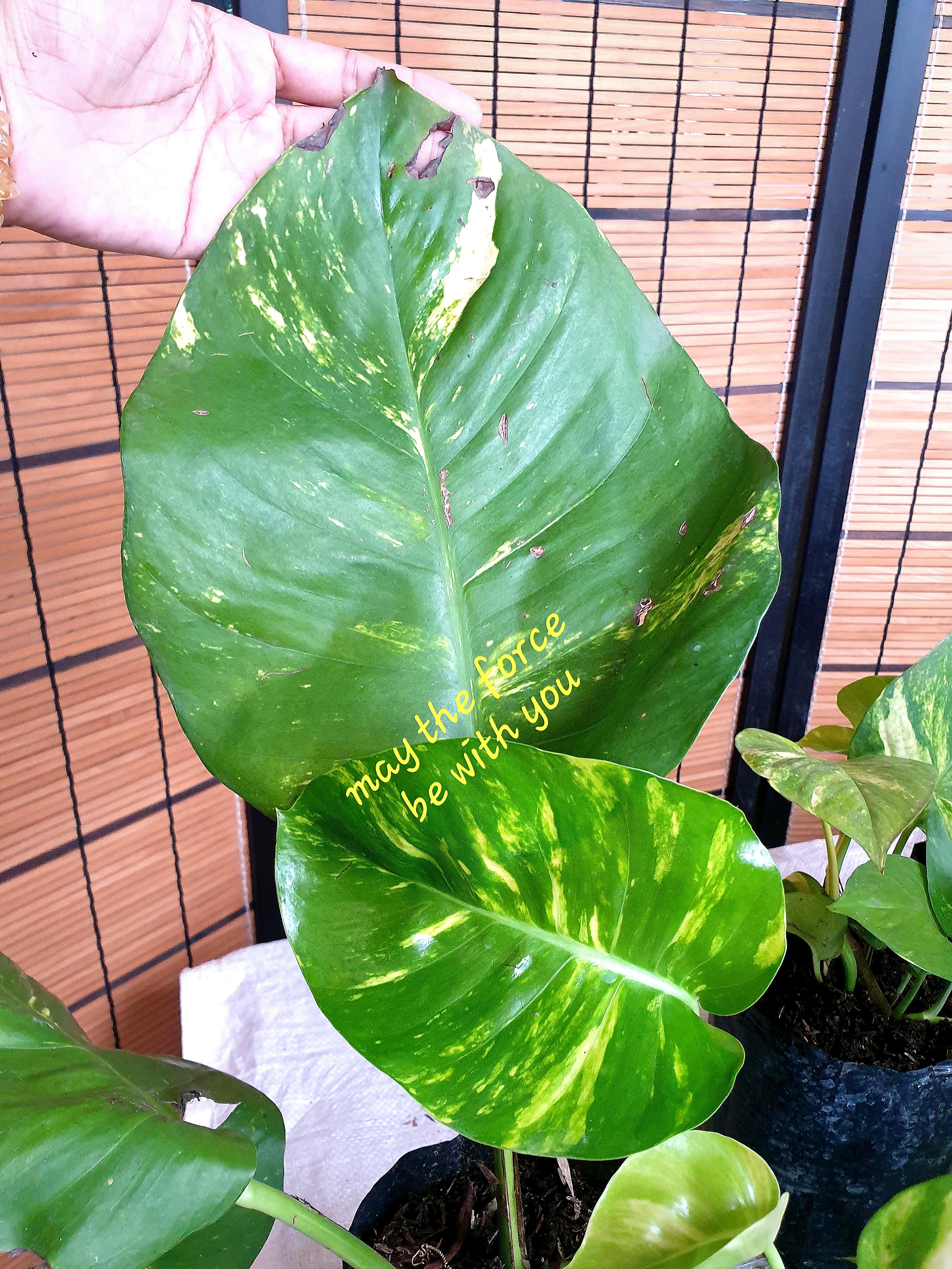 Restocked Giant Golden Pothos Gardening Flowers Plants On Carousell