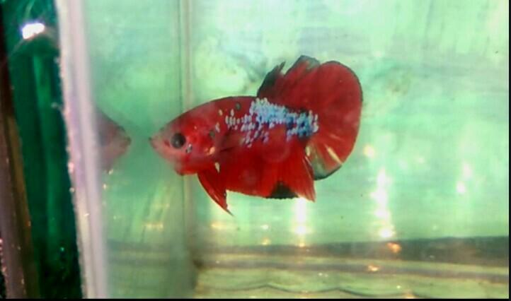 Ikan Cupang Plakat Red Galaxy Merah Cabe Perlengkapan Hewan Makanan Hewan Di Carousell