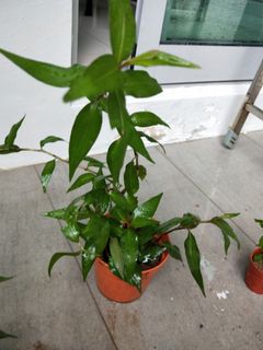 (Category: ) located in . Submitted by 100plants (Listing ID 1015626956, Image 1). Description: .