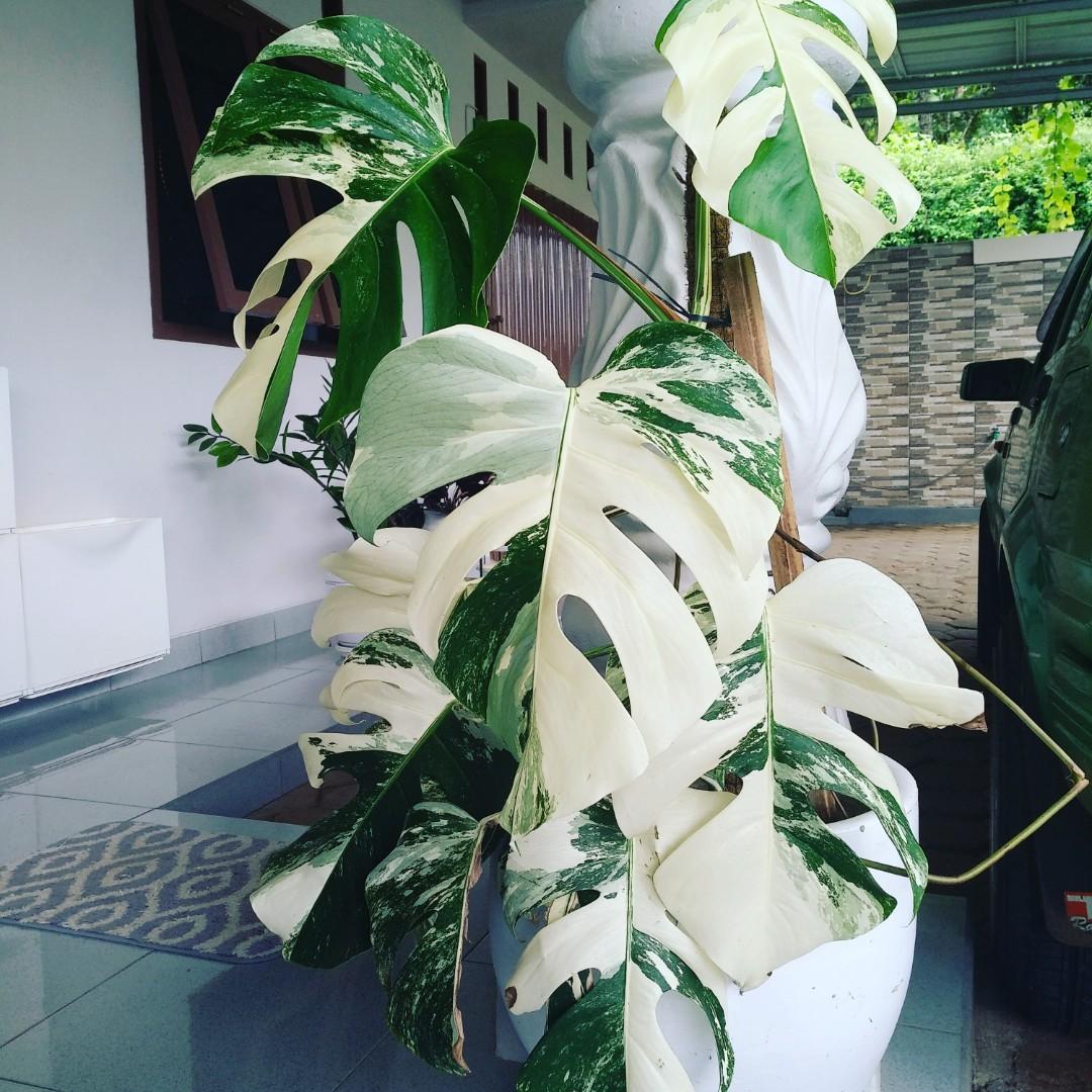 Wallpaper Monstera Variegata Perkebunan Di Carousell Free