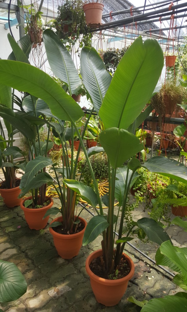 Pokok Pisang Viral Hidup 150cm Home Furniture Gardening On Carousell