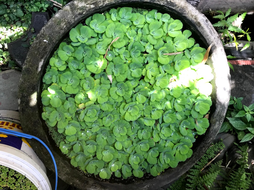 Quiapo Water Lettuce Pistia Aquarium Water Aquatic Plant 1030 pesos