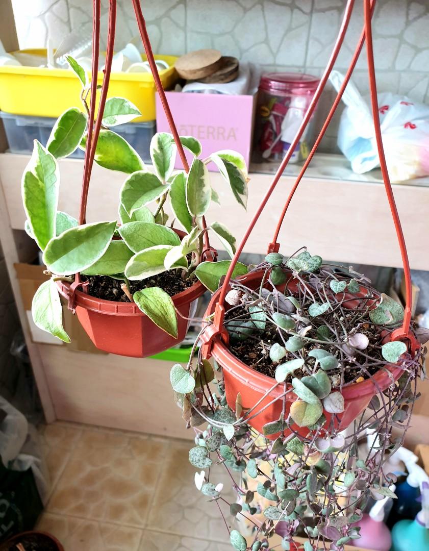 A set of Hanging Ceropegia Woodii String of Hearts + Hoya Carnosa