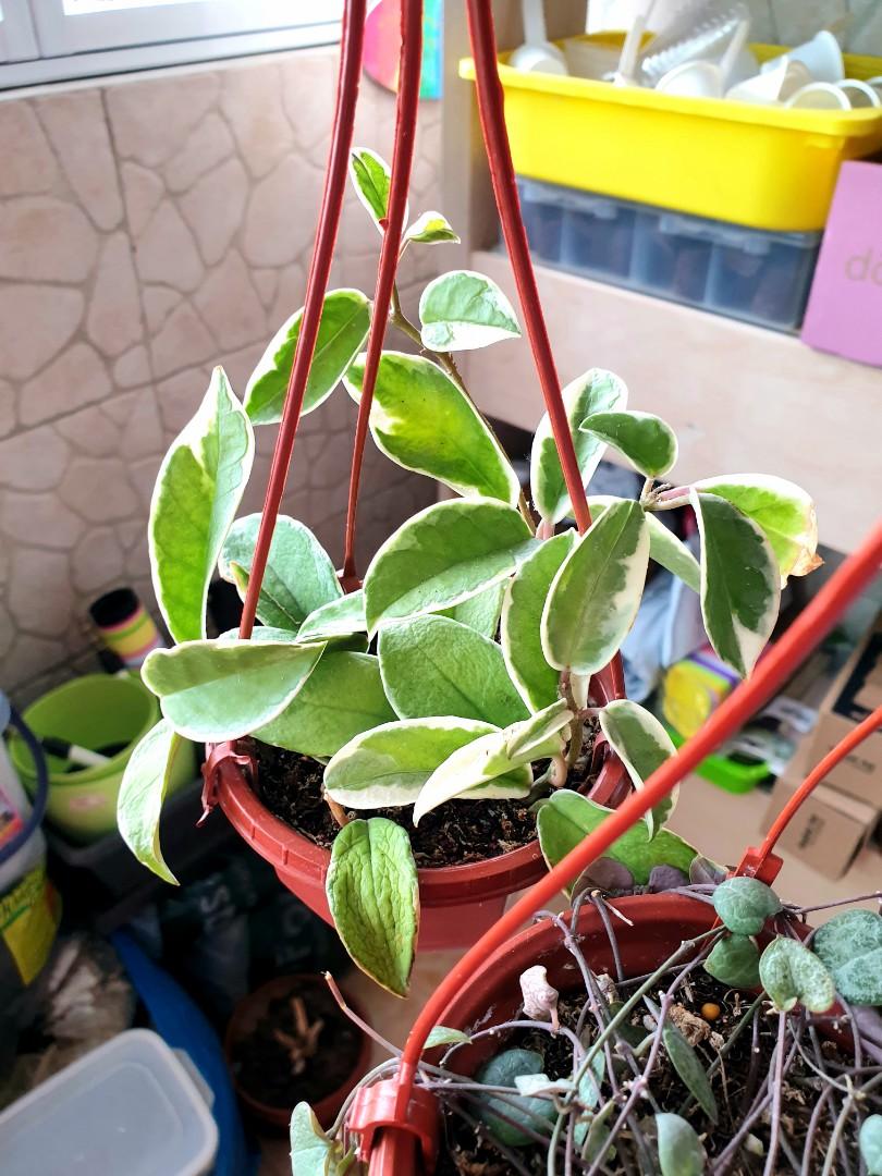 A set of Hanging Ceropegia Woodii String of Hearts + Hoya Carnosa