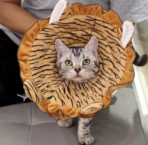 Fabric cat cone Clearance