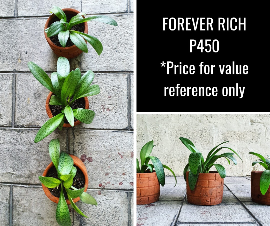 Forever Rich Spider Plant Aglaonema Sword Snake Plant Insulin